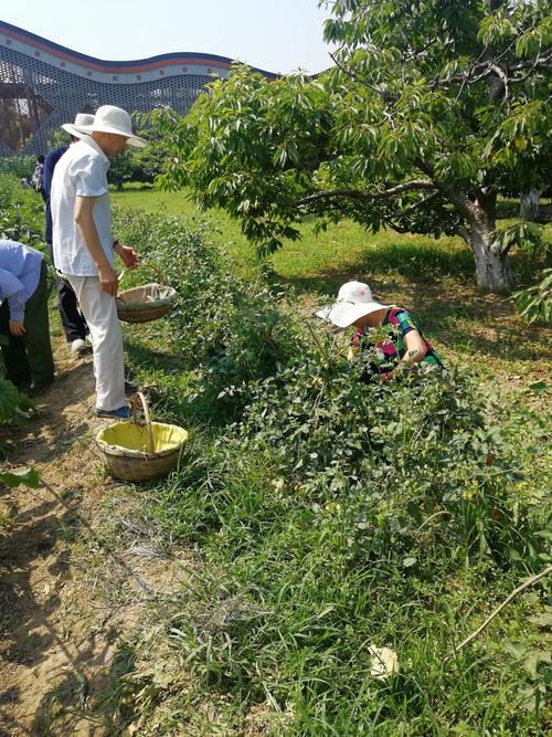 京郊夏意浓，文化润心田——北京东方毅拓展文化发展社会活动夏季采摘侧记